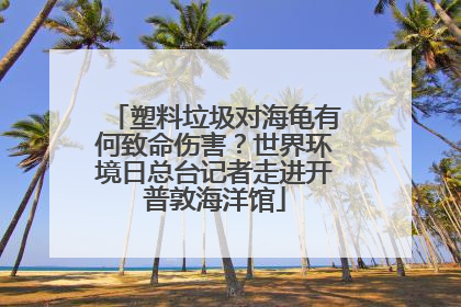 塑料垃圾对海龟有何致命伤害？世界环境日总台记者走进开普敦海洋馆
